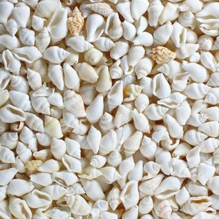 SEAURCO White Nassa Palay Palay