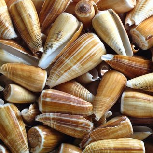 SEAURCO Assorted Brown Radiatus Cone