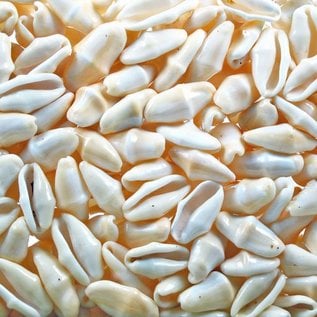 SEAURCO Flamingo Tongue Cyphoma