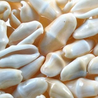 SEAURCO Flamingo Tongue Cyphoma