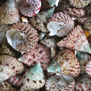 SEAURCO Assorted Strawberry Trocus