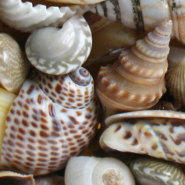 SEAURCO Polished Shells