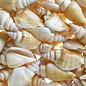 SEAURCO Assorted Strombus Betatus
