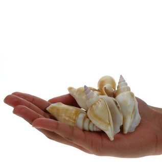 SEAURCO Assorted Strombus Betatus