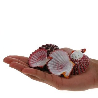 SEAURCO Pecton Phaliun