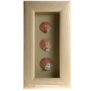 Triple Shell in a White Box Frame  10x4 inches, Goldmouth Turbo, 1