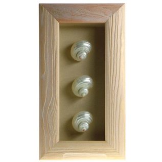 Triple Shell in a White Box Frame  10x4 inches, Goldmouth Turbo, 1