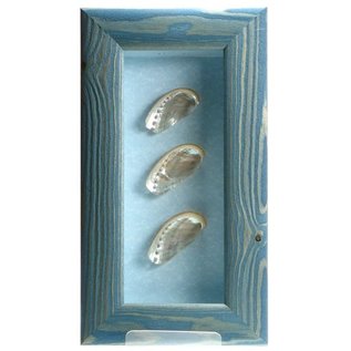 Triple Shell in a Blue Box Frame