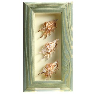 Triple Shell in a Green Box Frame  10x4 inches.