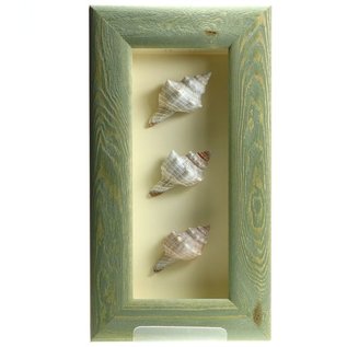 Triple Shell in a Green Box Frame  10x4 inches.