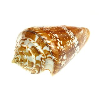 SEAURCO Medium Amadis Cone 3-5cm