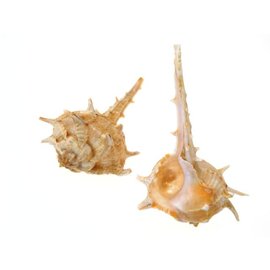 SEAURCO Bolinus Cornutus. 7cm