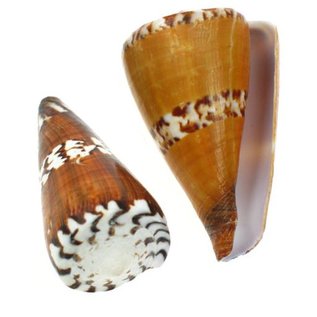 SEAURCO Small Vexillum Cone 3cm