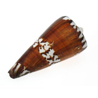 SEAURCO Small Vexillum Cone 3cm