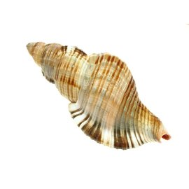 SEAURCO Assorted Pillarie Conch 6-8cm