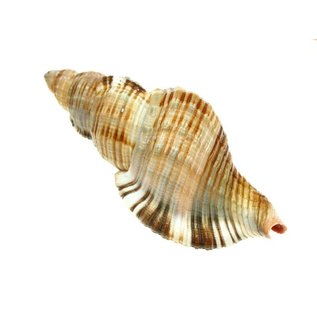 SEAURCO Assorted Pillarie Conch 6-8cm