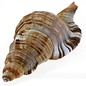 SEAURCO Assorted Pillarie Conch 6-8cm