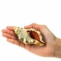 SEAURCO Assorted Pillarie Conch 6-8cm