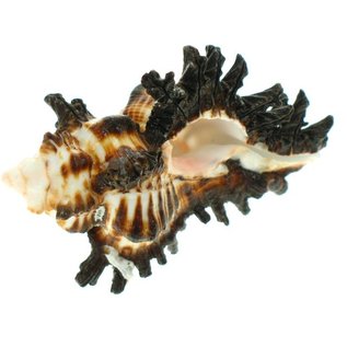 SEAURCO Brummeus Murex 3cm