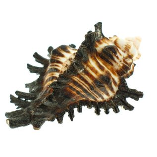 SEAURCO Brummeus Murex 3cm