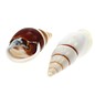 SEAURCO White Striped Snail 3cm