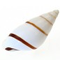 SEAURCO White Striped Snail 3cm