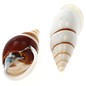 SEAURCO White Striped Snail 3cm