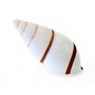 SEAURCO White Striped Snail 3cm