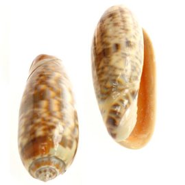 SEAURCO Medium Oliva Mineacea 4cm