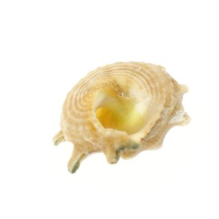 SEAURCO Calcar Australium