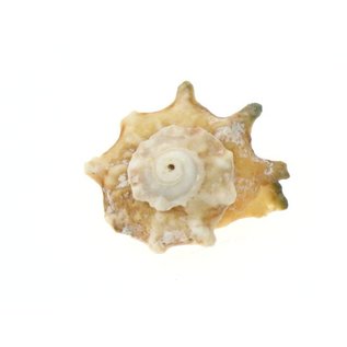 SEAURCO Calcar Australium