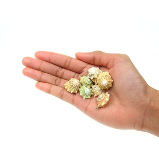 SEAURCO Calcar Australium