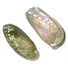 SEAURCO Medium Asses Ear 3-5cm