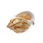 SEAURCO Small Vibex 2cm