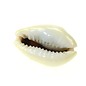 SEAURCO Money Cowrie 2-2.5cm.