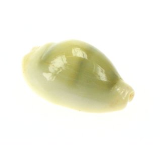 SEAURCO Money Cowrie 2-2.5cm.