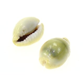 SEAURCO Money Cowrie 2-2.5cm.