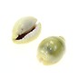 SEAURCO Money Cowrie 2-2.5cm.