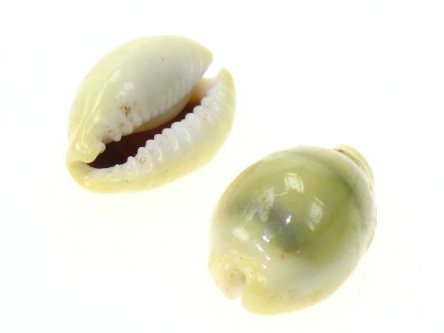 Money Cowrie 2-2.5cm. - Shellco