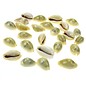 SEAURCO Money Cowrie 2-2.5cm.