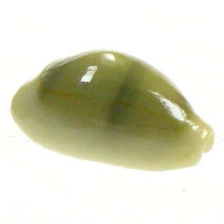 SEAURCO Money Cowrie 2-2.5cm.