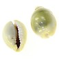 SEAURCO Money Cowrie 2-2.5cm.