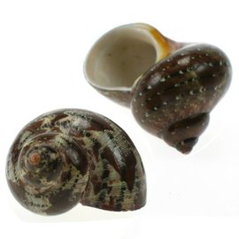 SEAURCO Tapestry Turbo 3cm