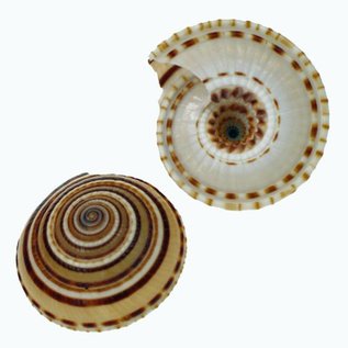 SEAURCO Small Sundials 4cm