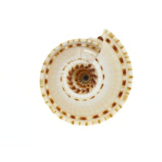 SEAURCO Small Sundials 4cm