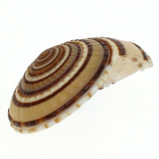 SEAURCO Small Sundials 4cm