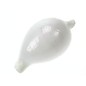 SEAURCO Eggshell Cowrie 6cm