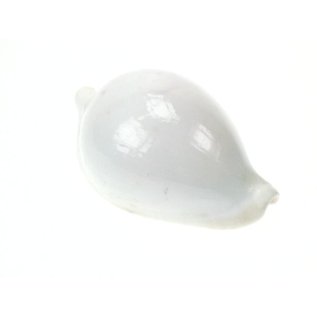 SEAURCO Eggshell Cowrie 6cm