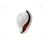 SEAURCO Eggshell Cowrie 6cm