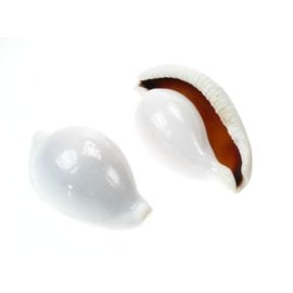 SEAURCO Eggshell Cowrie 6cm